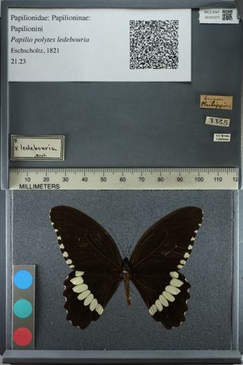 Media type: image;   Entomology 181277